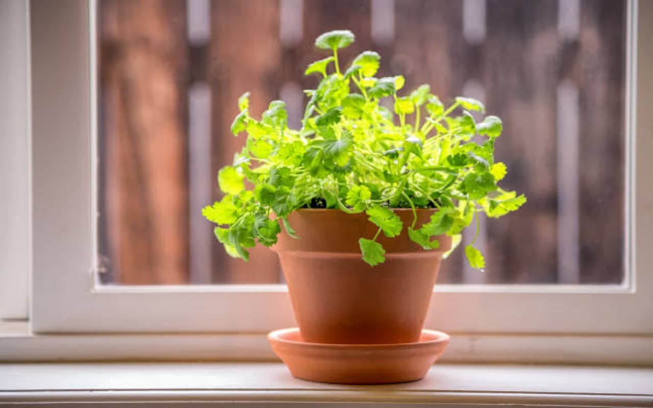 Gardening Tips For Summer Gardening Tips For Summer