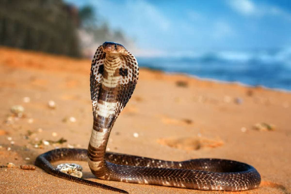 Nag Panchami 2024 Nag Panchami 2024
