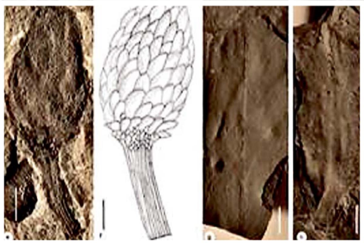 झारखंड की कोयला खदानों में मिला 30 करोड़ साल पुरानी दुनिया का सुराग, नॉर्थ कर्णपुरा में प्रमाण
