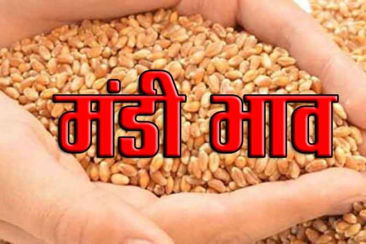 Samastipur Mandi Bhav: रसोई का बजट तय करेंगे आज के रेट, जानें तेल और दालों की ताजा कीमतें