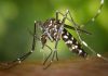 Bihar Dengue News | Dengue In Bihar: Dengue Havoc Continues In Bihar, Patna Becomes Hotspot, 33 New Patients Found In A Day...