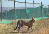 Cheetah In Kuno National Sanctuary