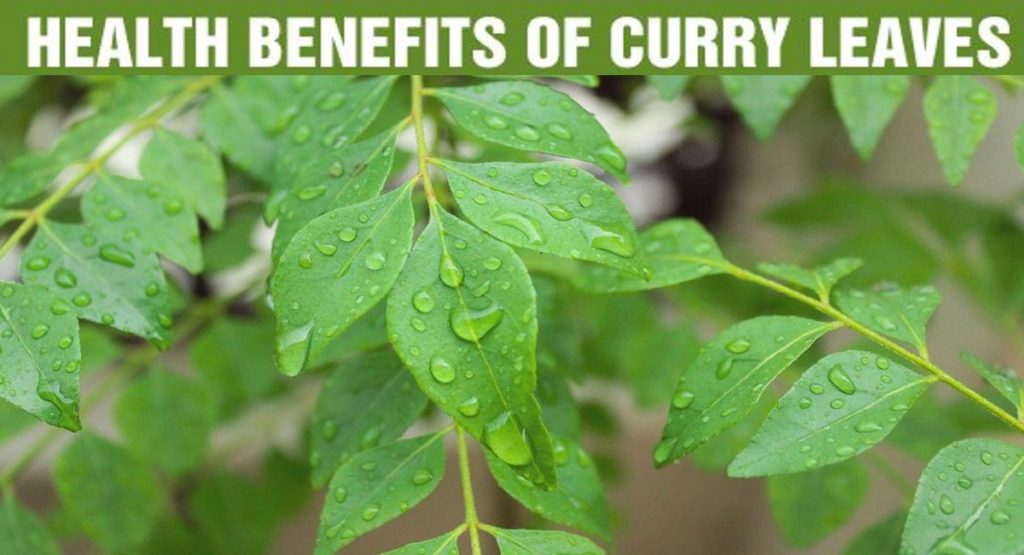Curry Leaves Cover