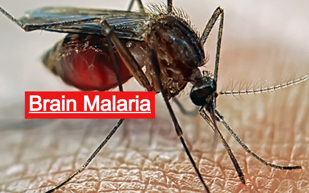 Stop Malaria Background Images, HD Pictures and Wallpaper For Free Download  | Pngtree