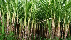 Chhath Puja: sugarcane