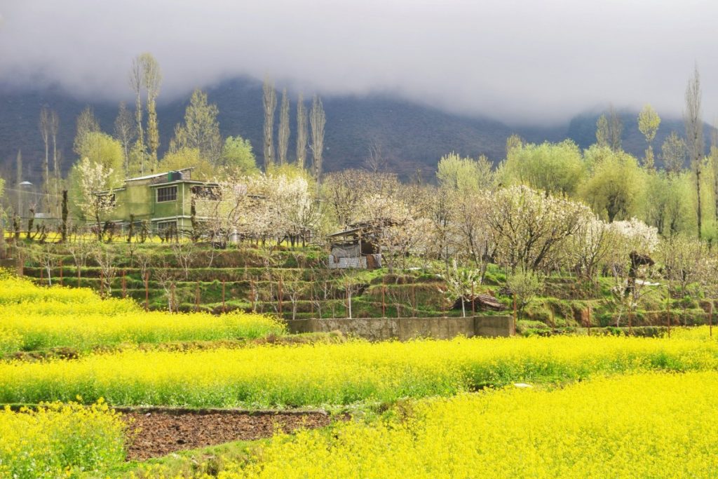 दाचीगाम राष्ट्रीय उद्यान 1