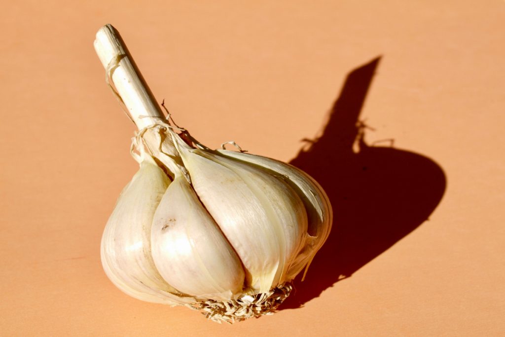 Garlic 7