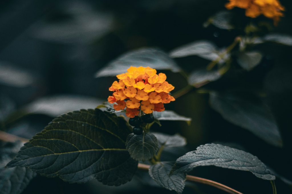 Lantana 1