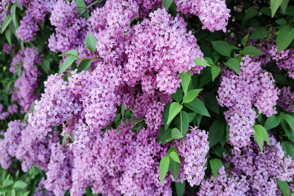 Lilacs