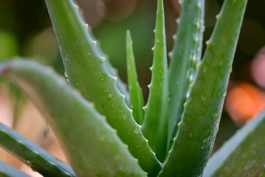 Aloevera