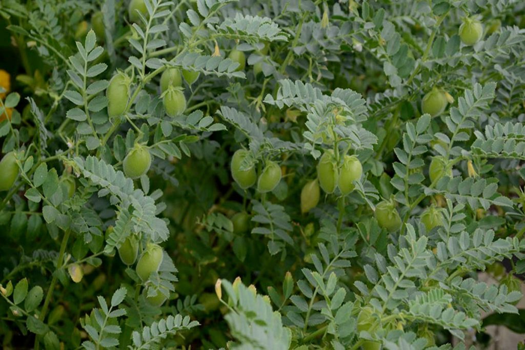 Benefits Of Eating Hara Chana: हरा चना खाने के फायदे