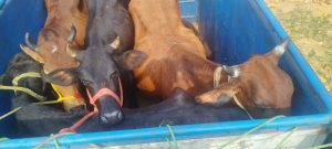 cow smuggling in giridih jharkhand