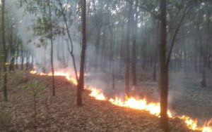 giridih jungle fire