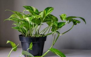 Vastu Tips For Money Plant