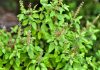 Tulsi Benefits