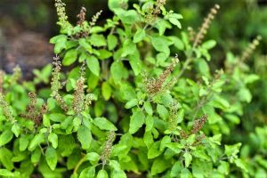 tulsi benefits