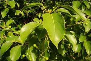 Camphor Plant