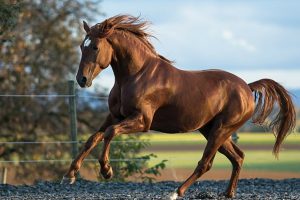 Irish horse