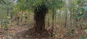 bamboo bakhar to stop elephants enter village