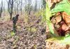 Container Bomb In Latehar Defused By Security Forces Jharkhand