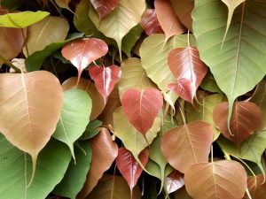 peepal-tree