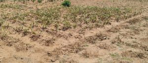 जमुई के सिद्धेश्वरी गांव के खेतों में लगे सब्जी के सूखे पौधे