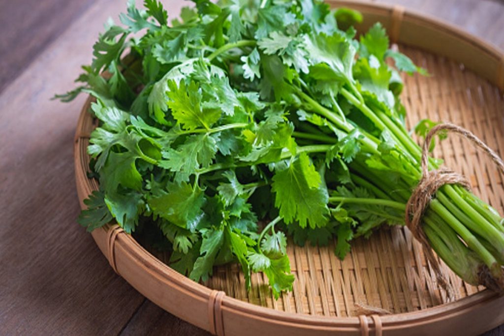 Coriander Leaves Benefits 1