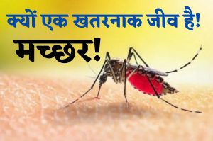 Mosquito Disease :