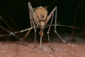 West Nile Fever