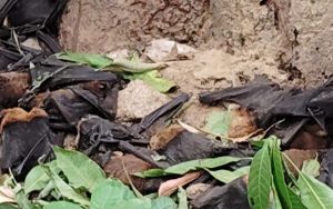 bats dead in bagodar giridih jharkhand