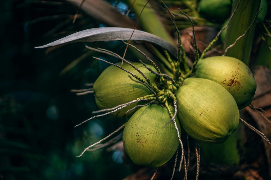 Coconut Water 2