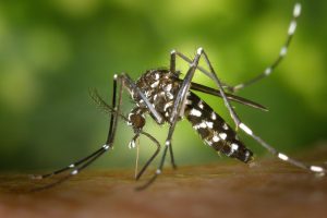 dengue in bihar