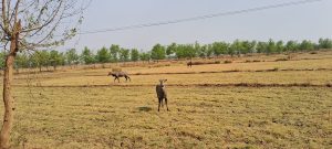 Drought In Magadh