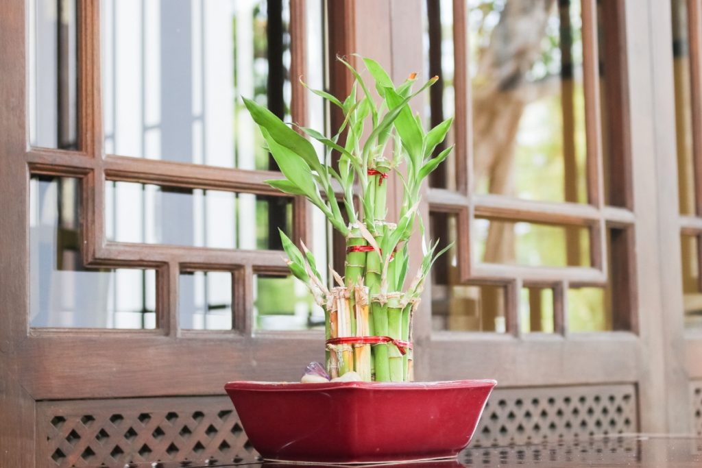 Bamboo Plant 1