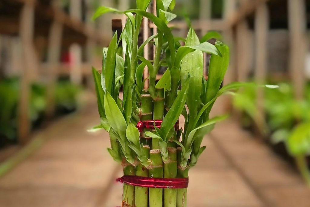 Bamboo Plant