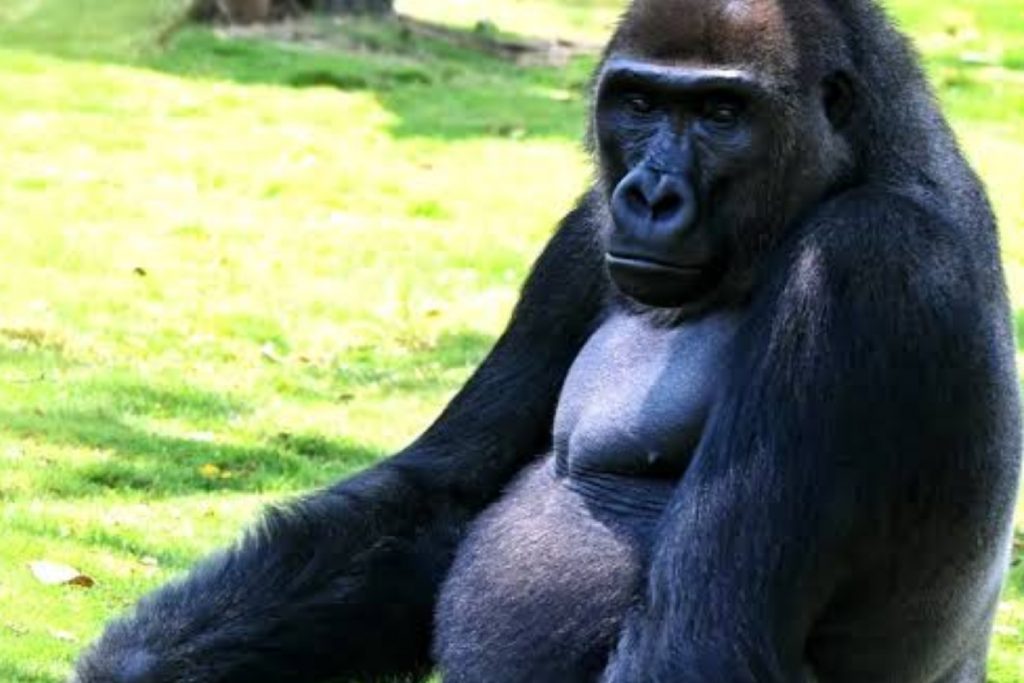 Gorilla, Mysore Zoo