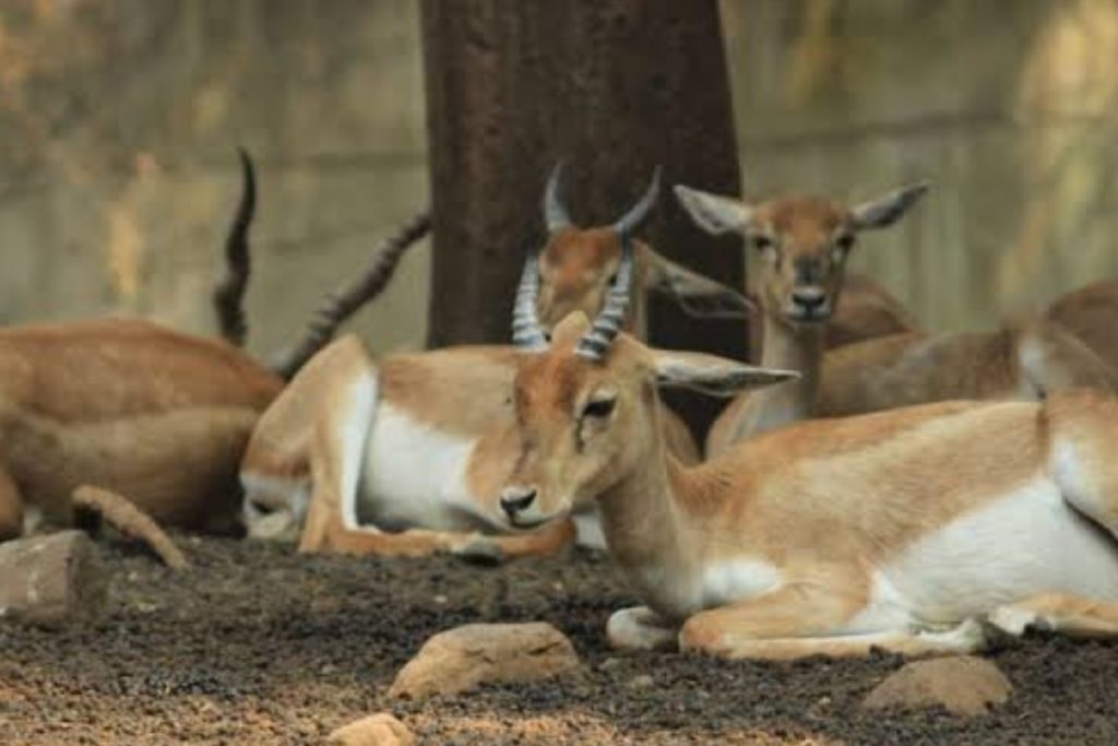 Impala Deer Rajiv Gandhi Zoological Park