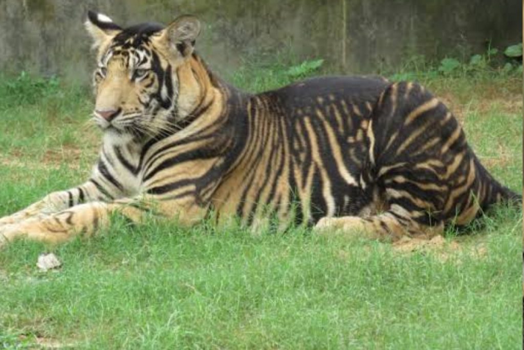 Melanistic Tiger, Nandankanan Zoo