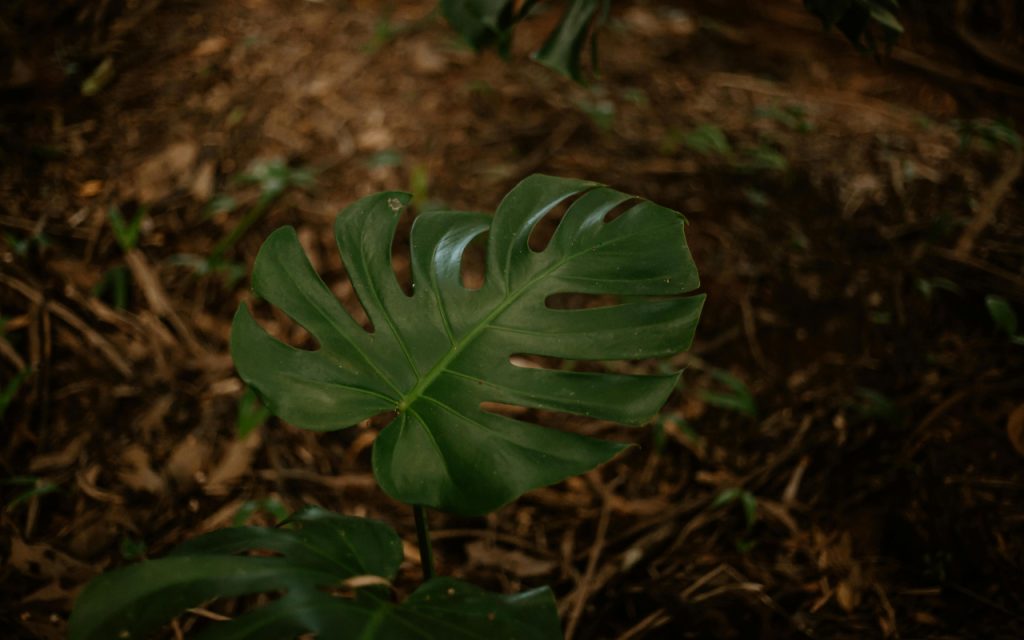 Monstera