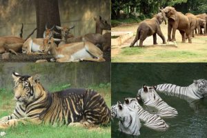Most Popular Zoos of India