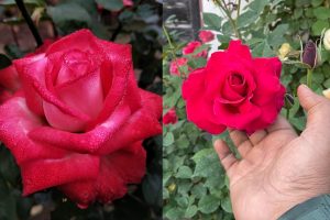 National Red Rose Day