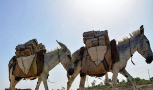 Pakistan Donkey