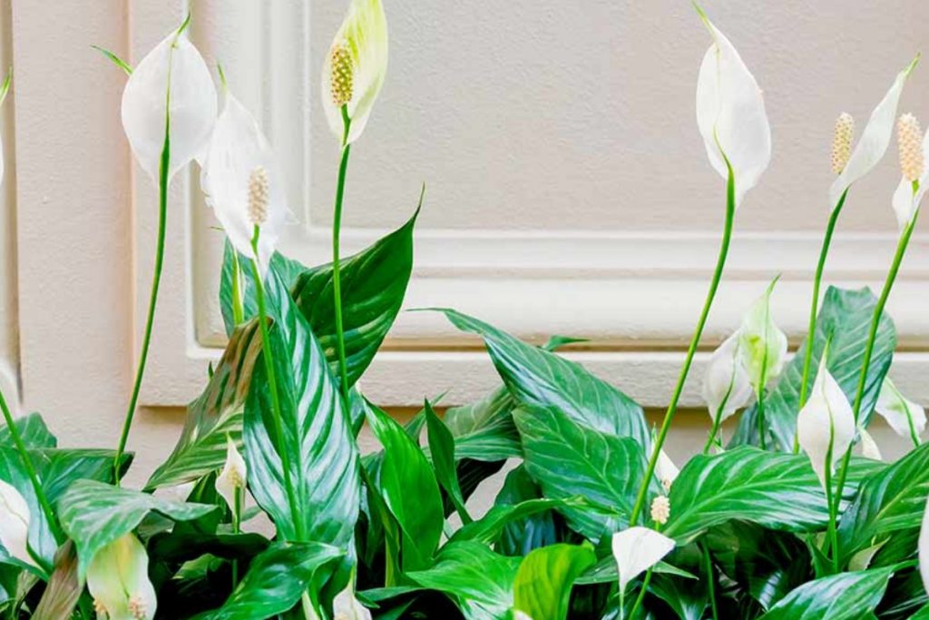 Peace Lily