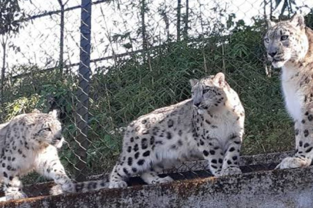 Snow Leopard, Padmaja Naidu Himalayan Zoo