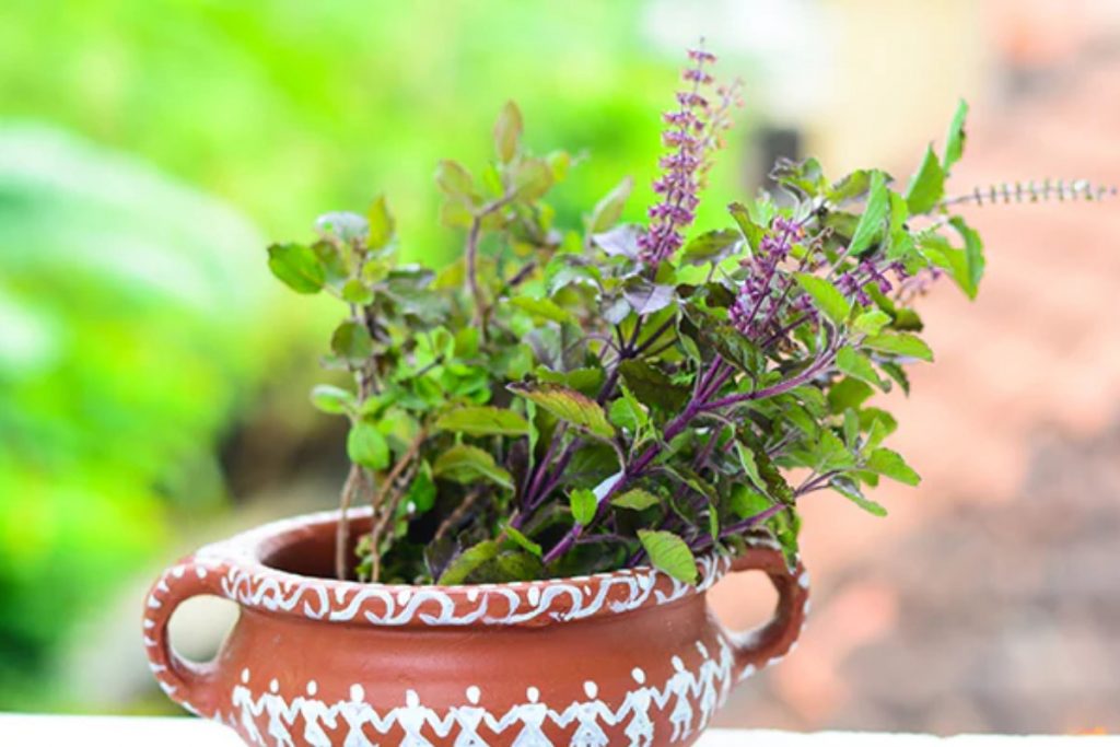 Tulsi Plant