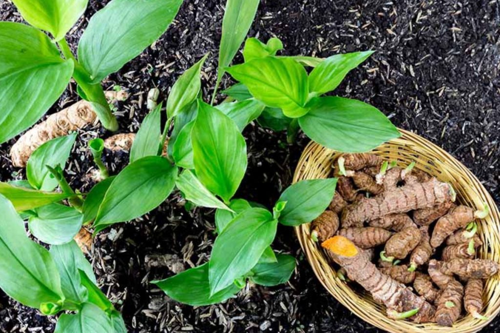 Turmeric Plant