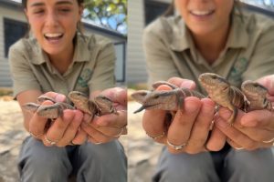 Viral Video Of Blue Tongue Lizard