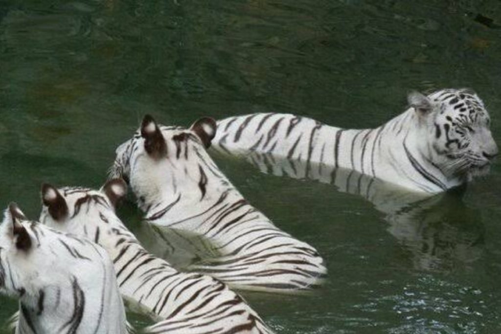 White Tiger, Arignar Anna Zoo