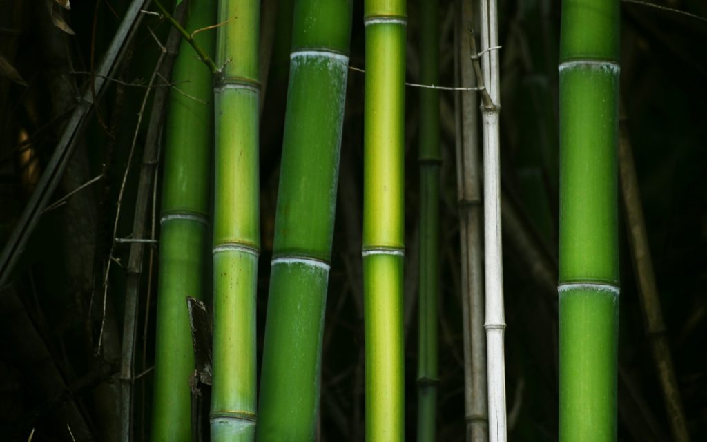 Bamboo Plant 2