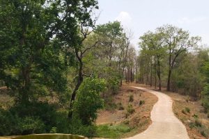 betla national park closed for monsoon season palamu news jharkhand
